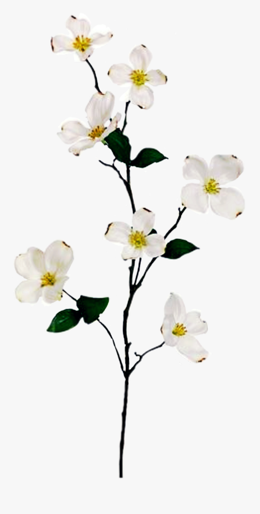 Flowering Dogwood , Png Download - Branch With Flowers Png, Transparent Png