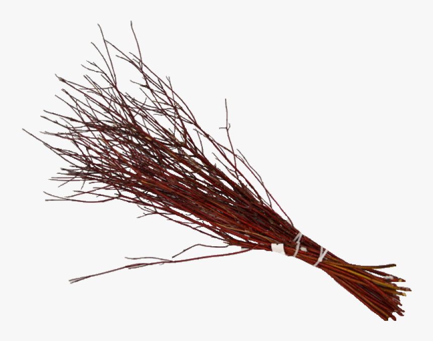 Dogwood Red Twig 3 Ft , Png Download - Pond Pine, Transparent Png