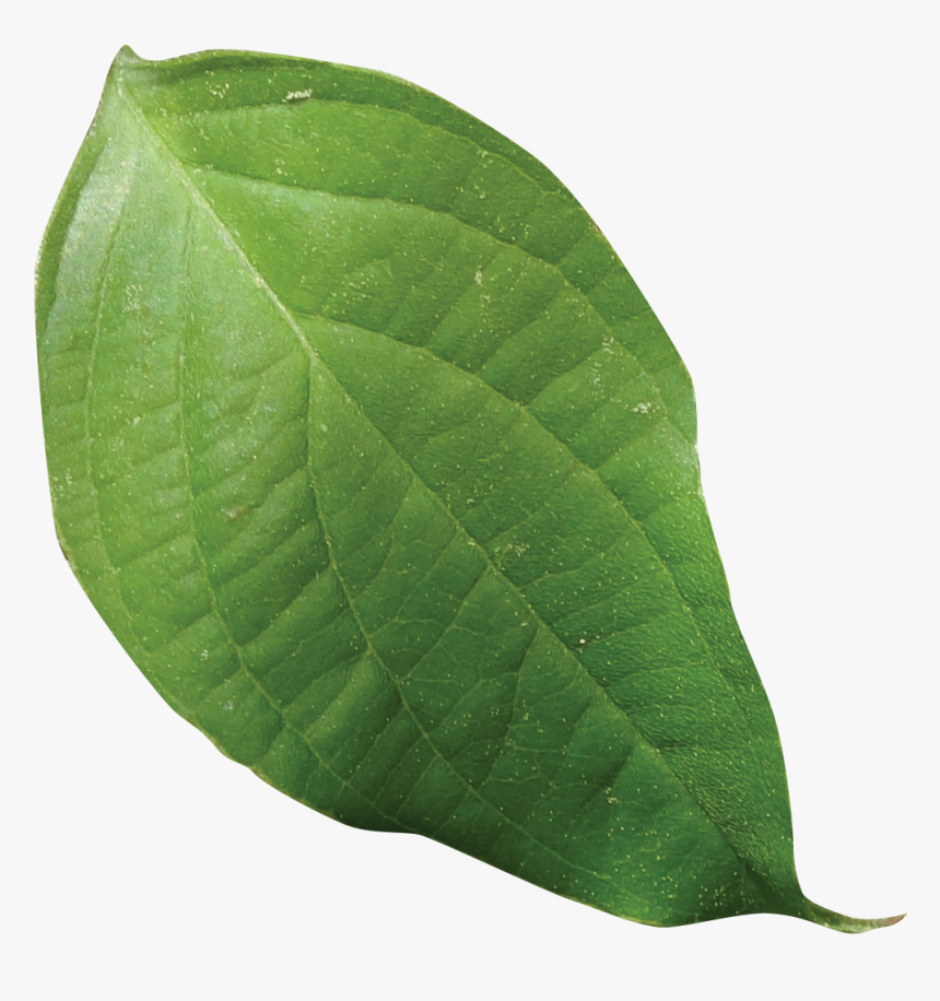 Saman, HD Png Download