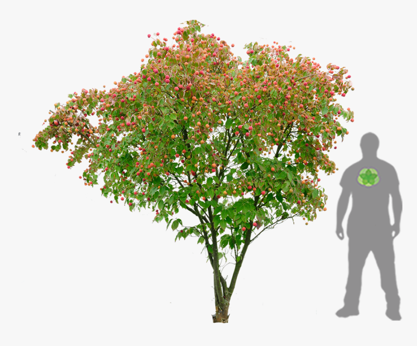 Cornus Kousa Png , Png Download - Kousa Dogwood Png, Transparent Png