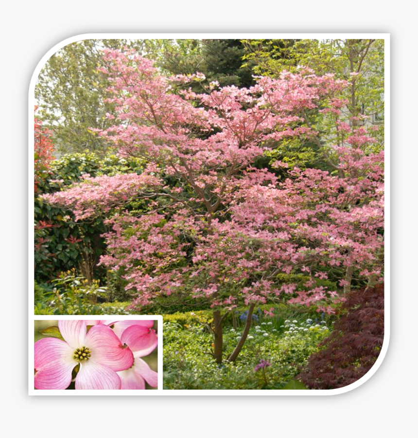 Picture - Pink Dogwood, HD Png Download