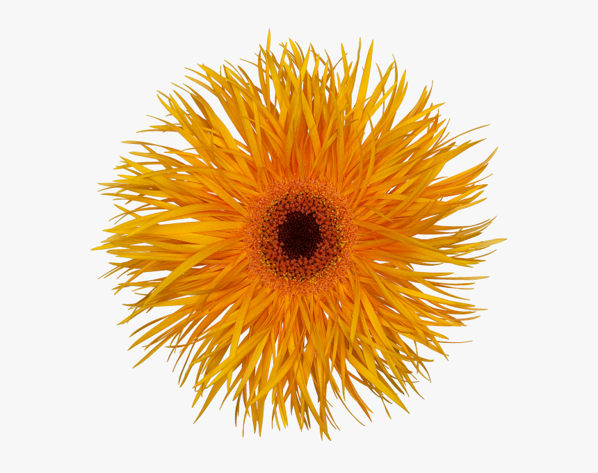 Dandelion, HD Png Download