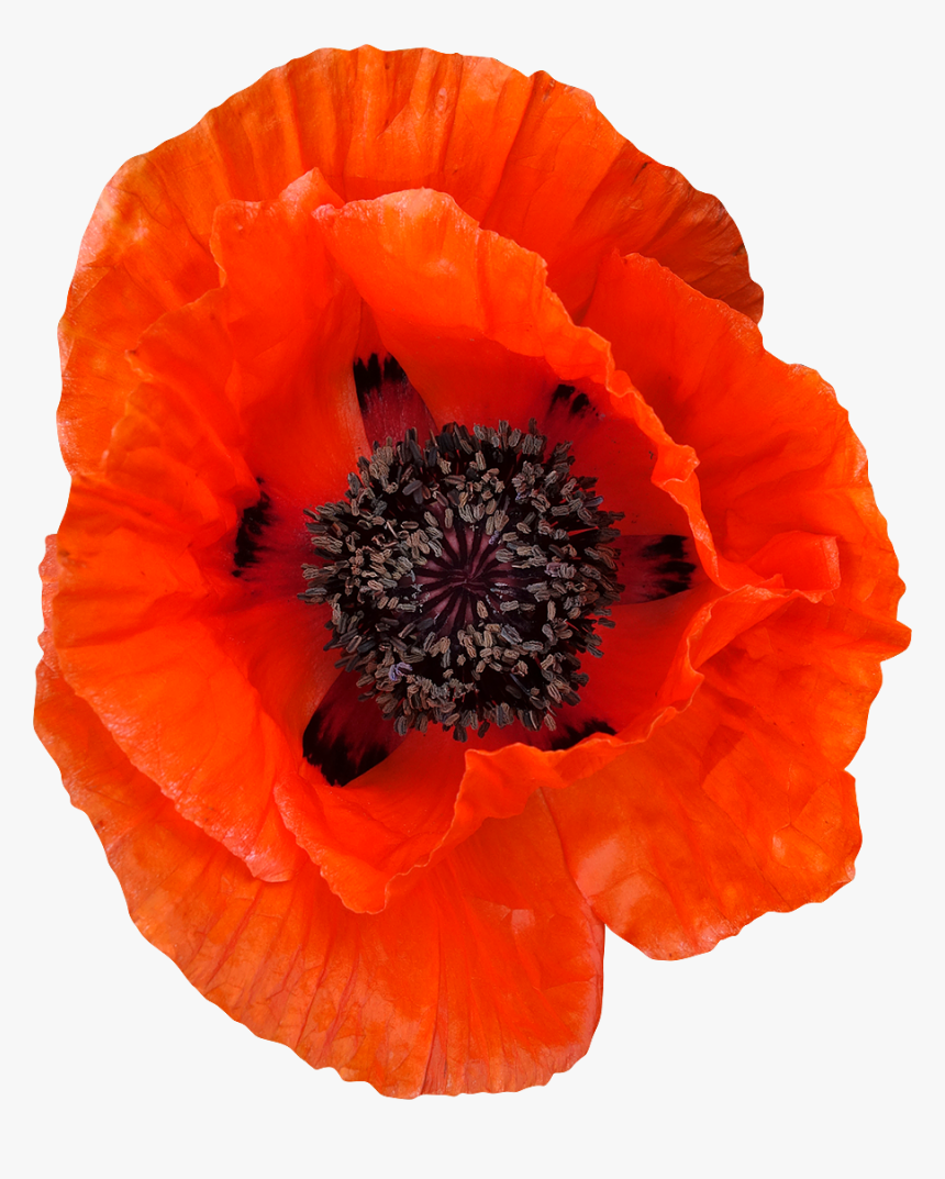 Coquelicot Png, Transparent Png
