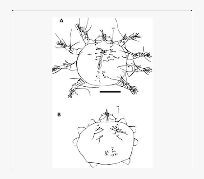 Drawing, HD Png Download