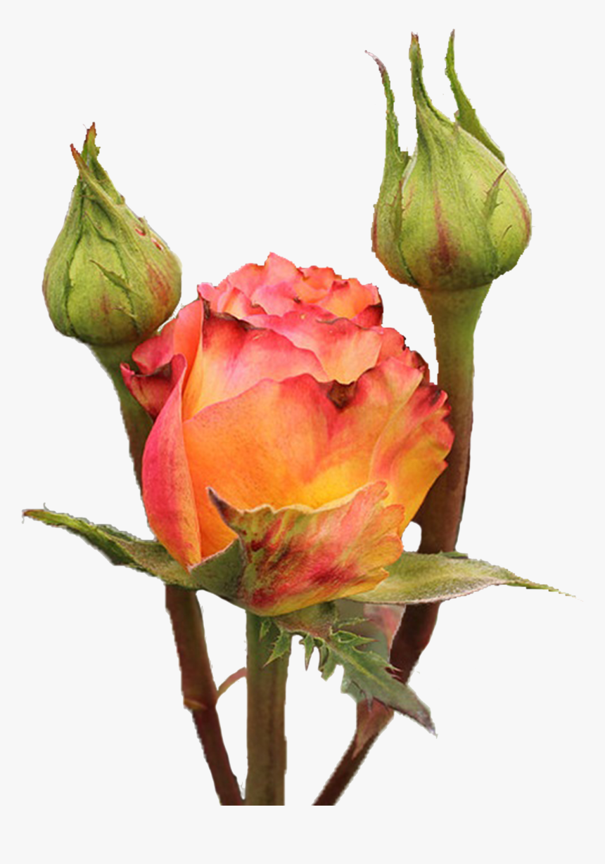 Garden Roses, HD Png Download