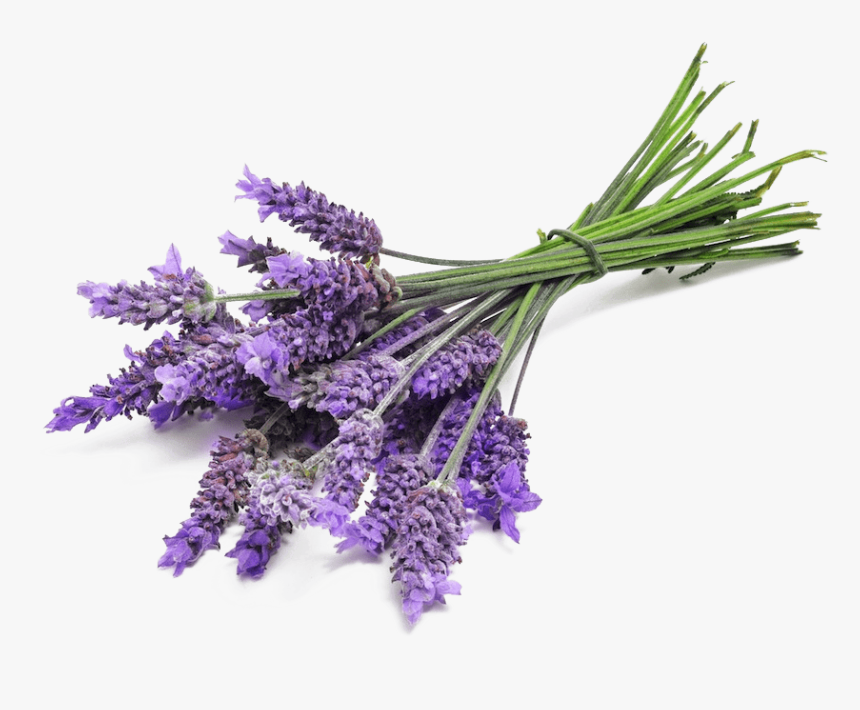 Lavender Bunch Close Up - Lavender Png, Transparent Png