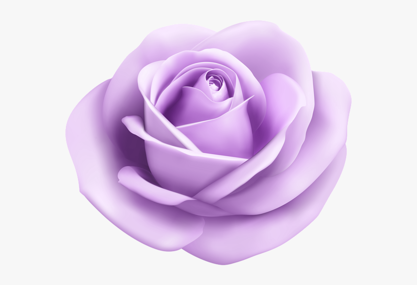 Rose,petal,garden Tea Rose,lilac,plant,rose Order,flowering, HD Png Download