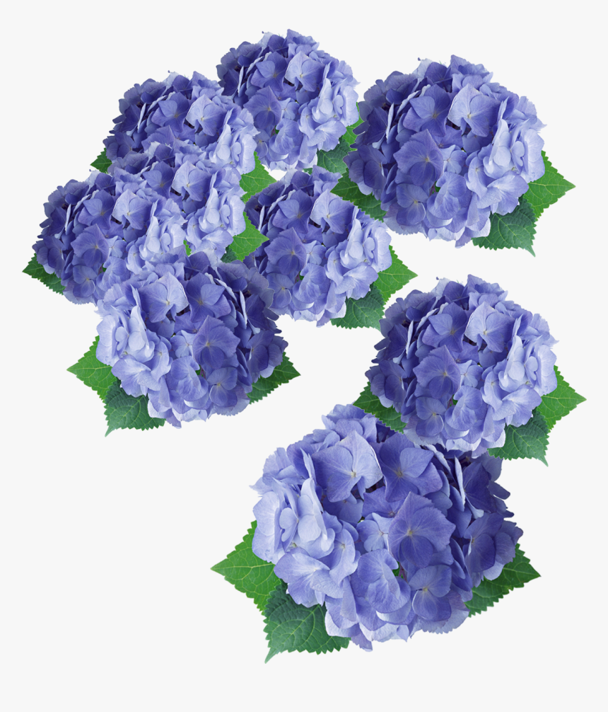 Flower Purple Hydrangea Floral Design - Flower, HD Png Download