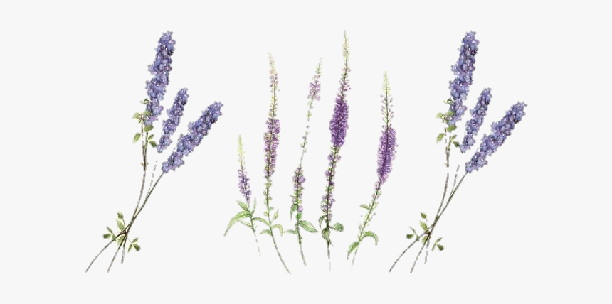 #lavander #lavender #freetoedit #flowers #flower #wildflower - Lavender Temporary Tattoo, HD Png Download