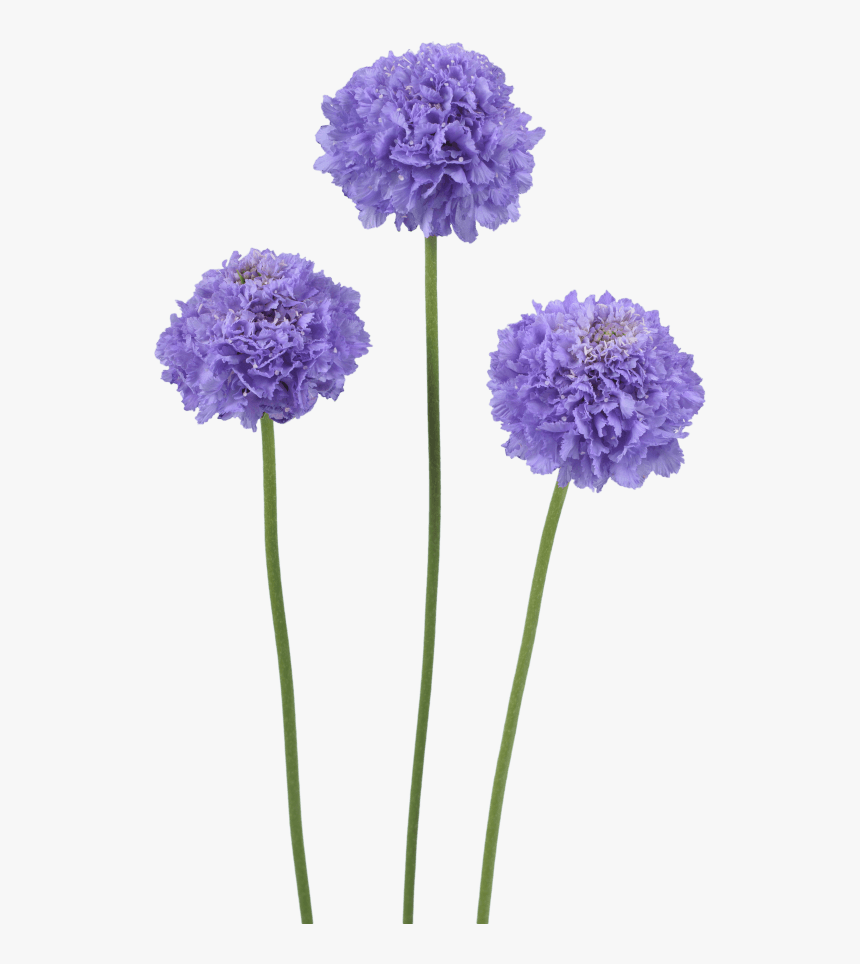 Flowers Only Png, Transparent Png