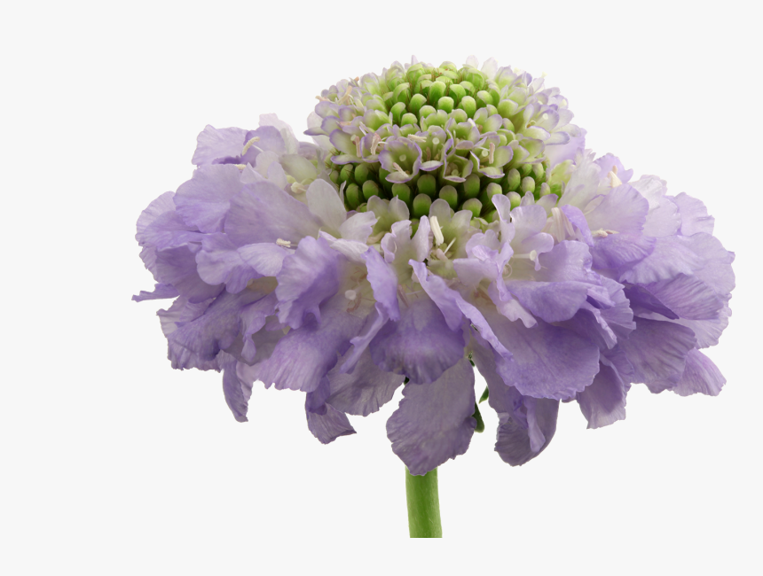 Artificial Flower, HD Png Download