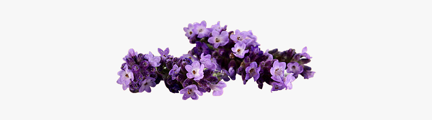 Artificial Flower, HD Png Download