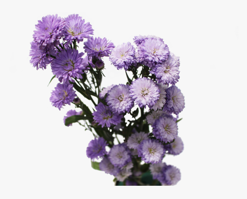 Aster Flowers Aster Flowers - Aster Flower Png, Transparent Png