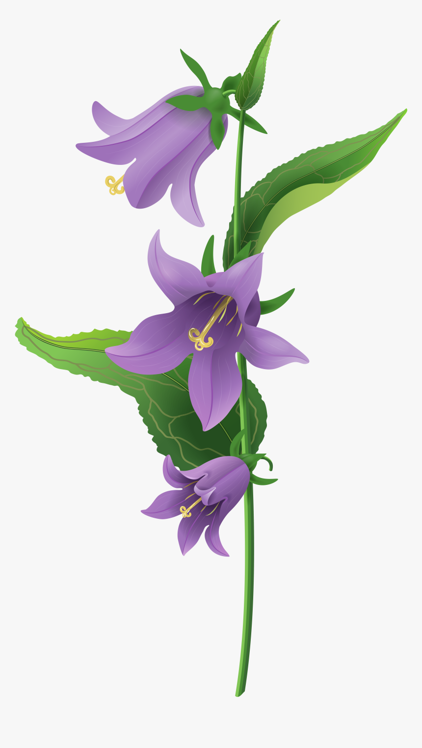 Field Of Lavender Flowers - Bell Flower Png, Transparent Png
