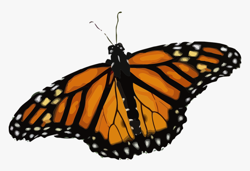 Butterfly, Monarch Butterfly, Danaus Plexippus - Monarch Butterfly Png, Transparent Png