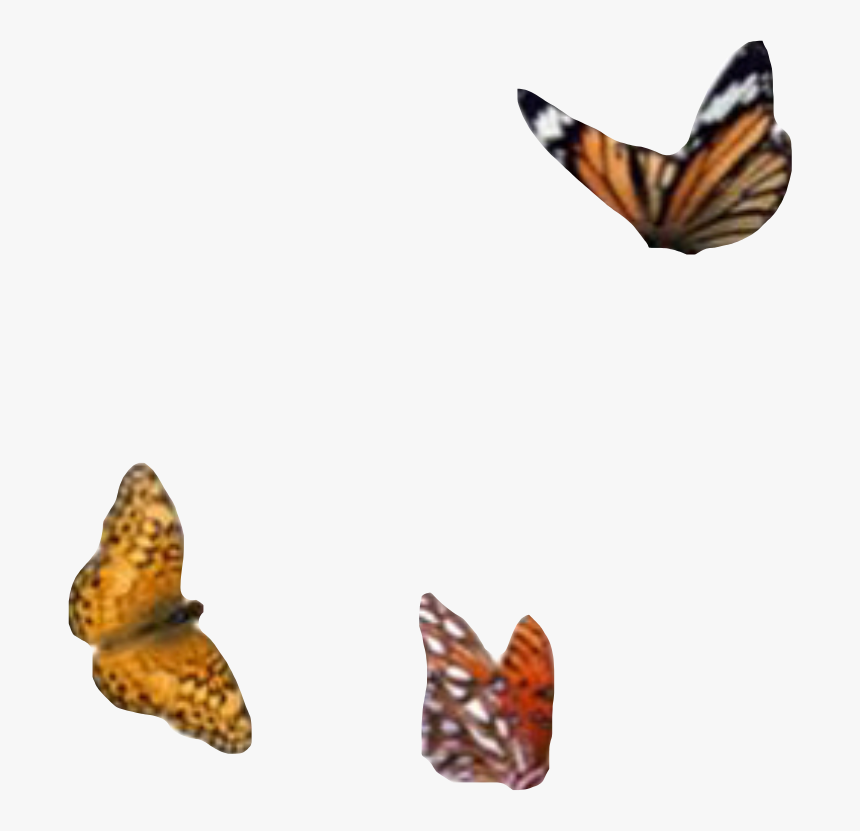 #png #aesthetic #moodboard #filler #butterfly #monarch - Moodboard Png, Transparent Png