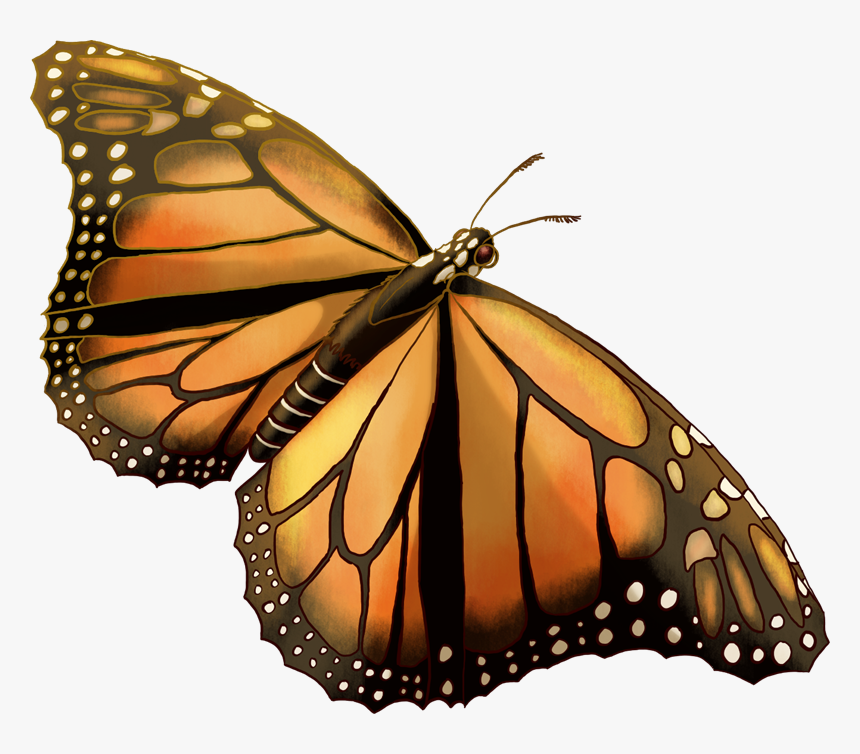 Monarch Butterfly, HD Png Download