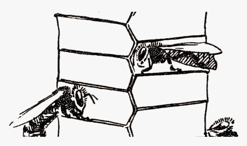 Aristotle Drawing History Animal - Sketch, HD Png Download