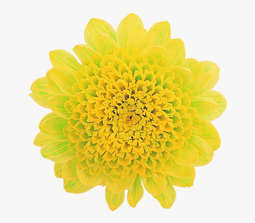 Common Zinnia, HD Png Download