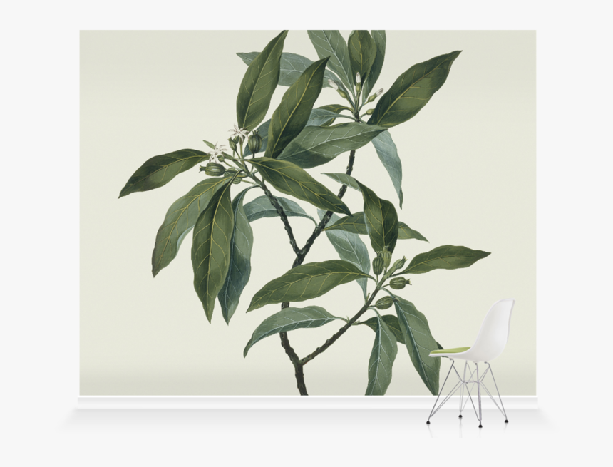 Roller Blind Olive Tree Blind, HD Png Download