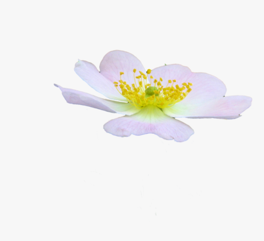 Cute Flower Png By Spooky Dream-d47jhc0 - Rosa Rubiginosa, Transparent Png