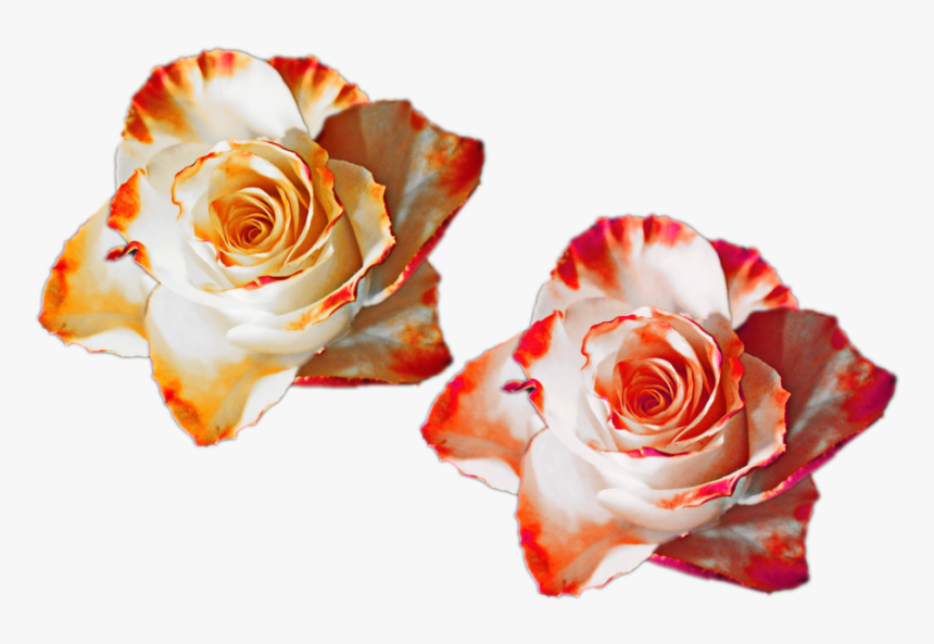 Rose Color Orange Transparent, HD Png Download