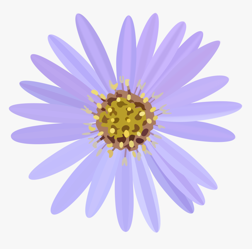 Aster Flower Banner - Asters Flower Clipart, HD Png Download