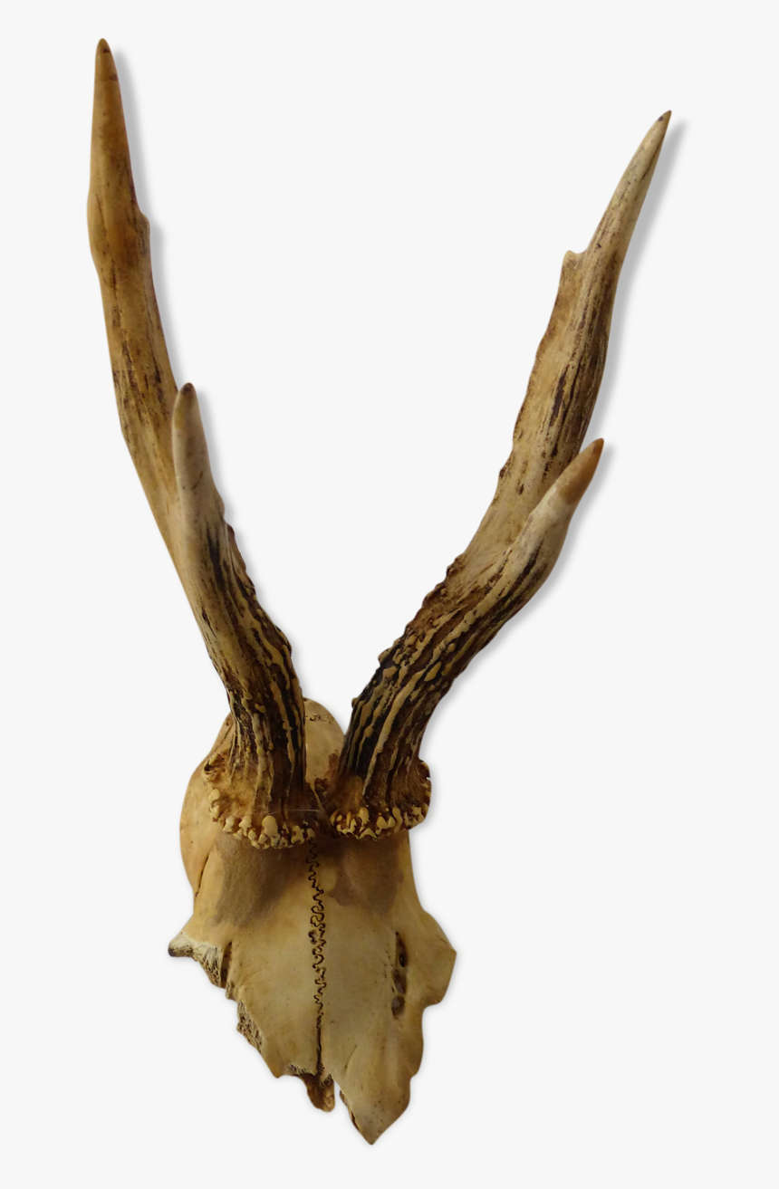 Roe Deer Trophy 
 Src Https - Deer, HD Png Download