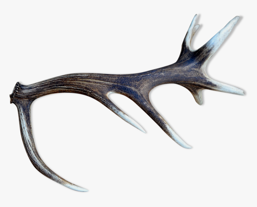 Deer Antlers 
 Src Https - Spur, HD Png Download