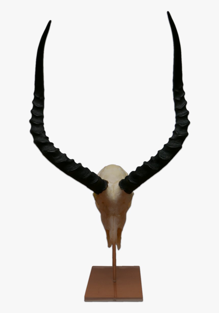 Impala, HD Png Download