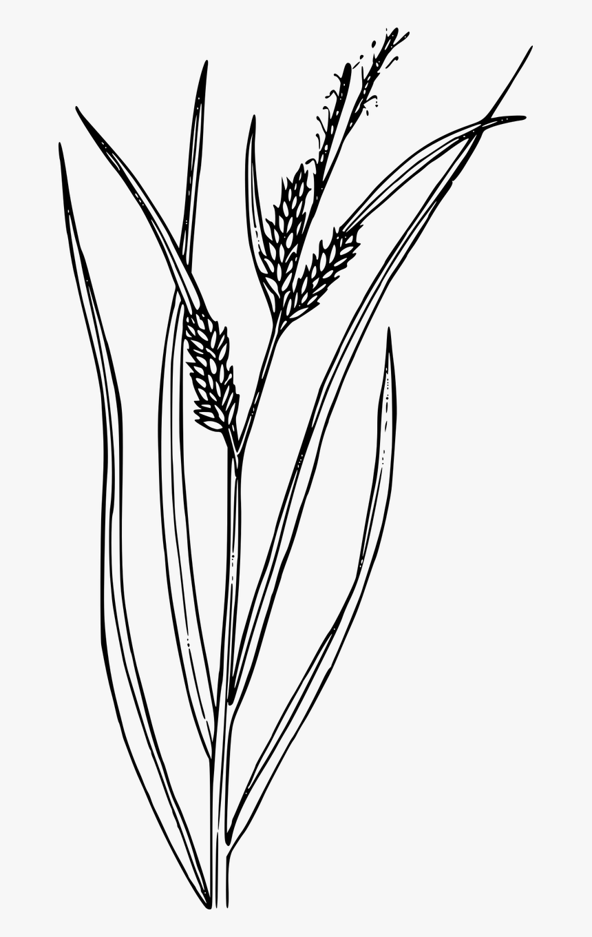 Wild Grass Png, Transparent Png