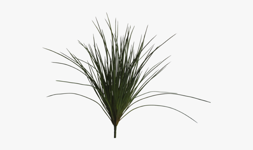 Sweet Grass, HD Png Download