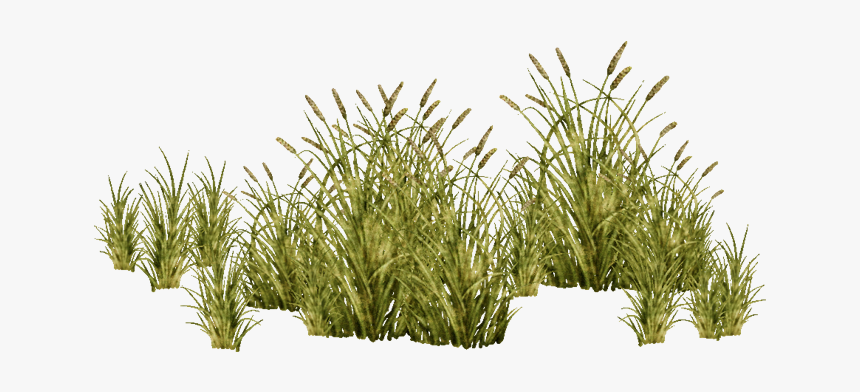 E-1422684254 - Grasses Png, Transparent Png