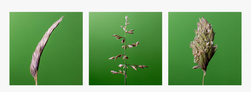 Heliconia, HD Png Download