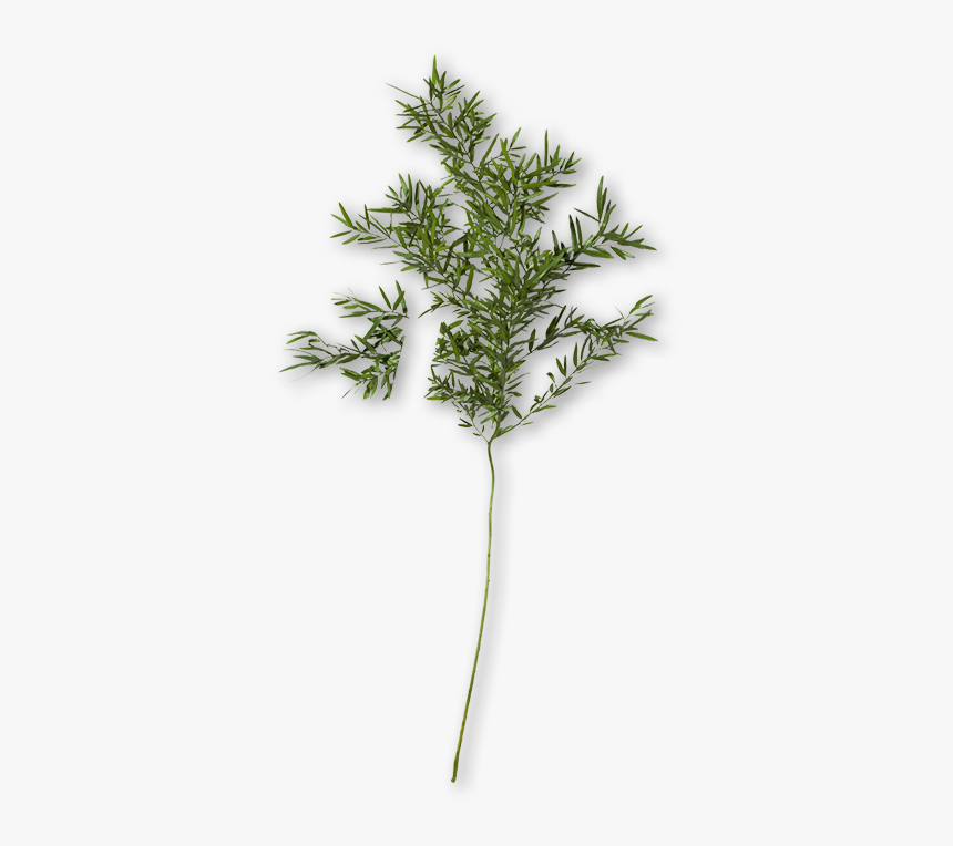 Grass, HD Png Download