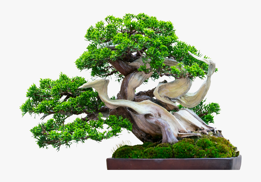 Sageretia Theezans, HD Png Download