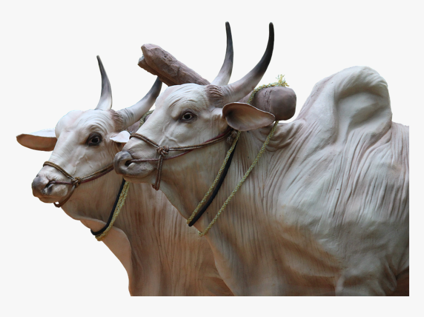 Brahma, Cattle, Sculpture, Cops, Agriculture, Animals - Indian Transparent Ox Png, Png Download