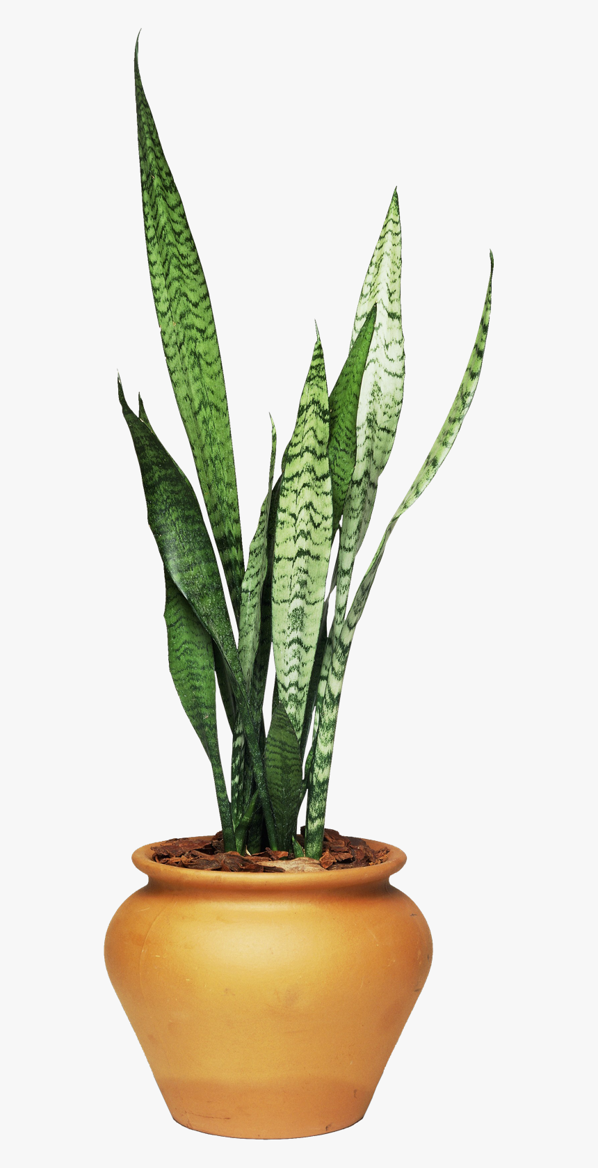 African House Plant, HD Png Download