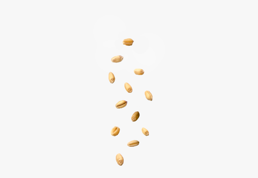 Circle, HD Png Download