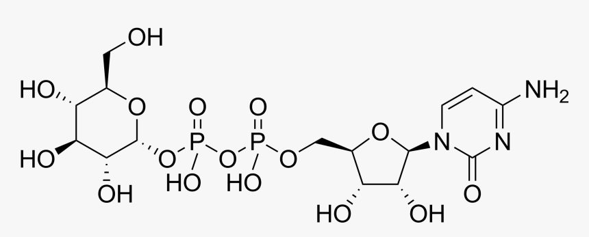 Cytidine Diphosphate Glucose - Dtdp Glucose, HD Png Download