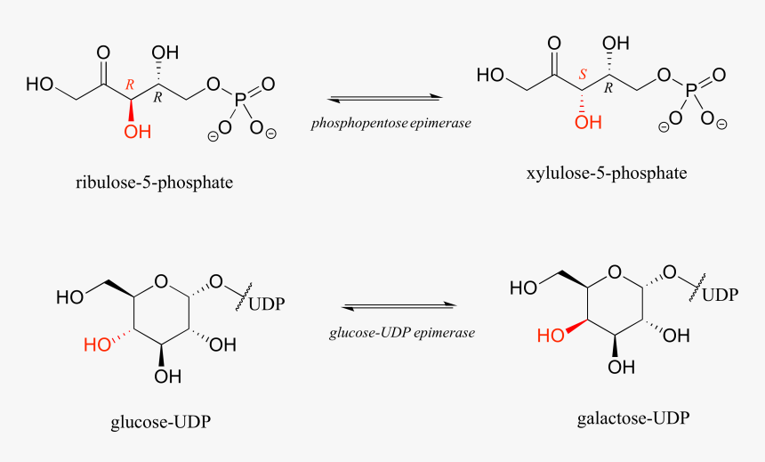 Reaction Of Chiral Molecules Pdf, HD Png Download