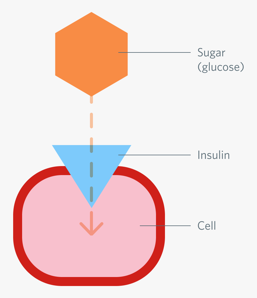 The Role Of Insulin - Insulin Attached To Cell, HD Png Download
