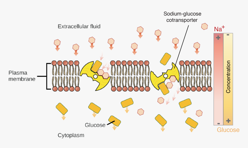 Active Transport, HD Png Download