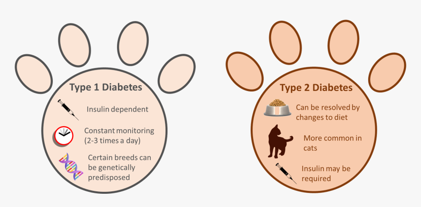 Type 1 Vs Type 2 Diabetes In Pets - Diabetes In Pets, HD Png Download