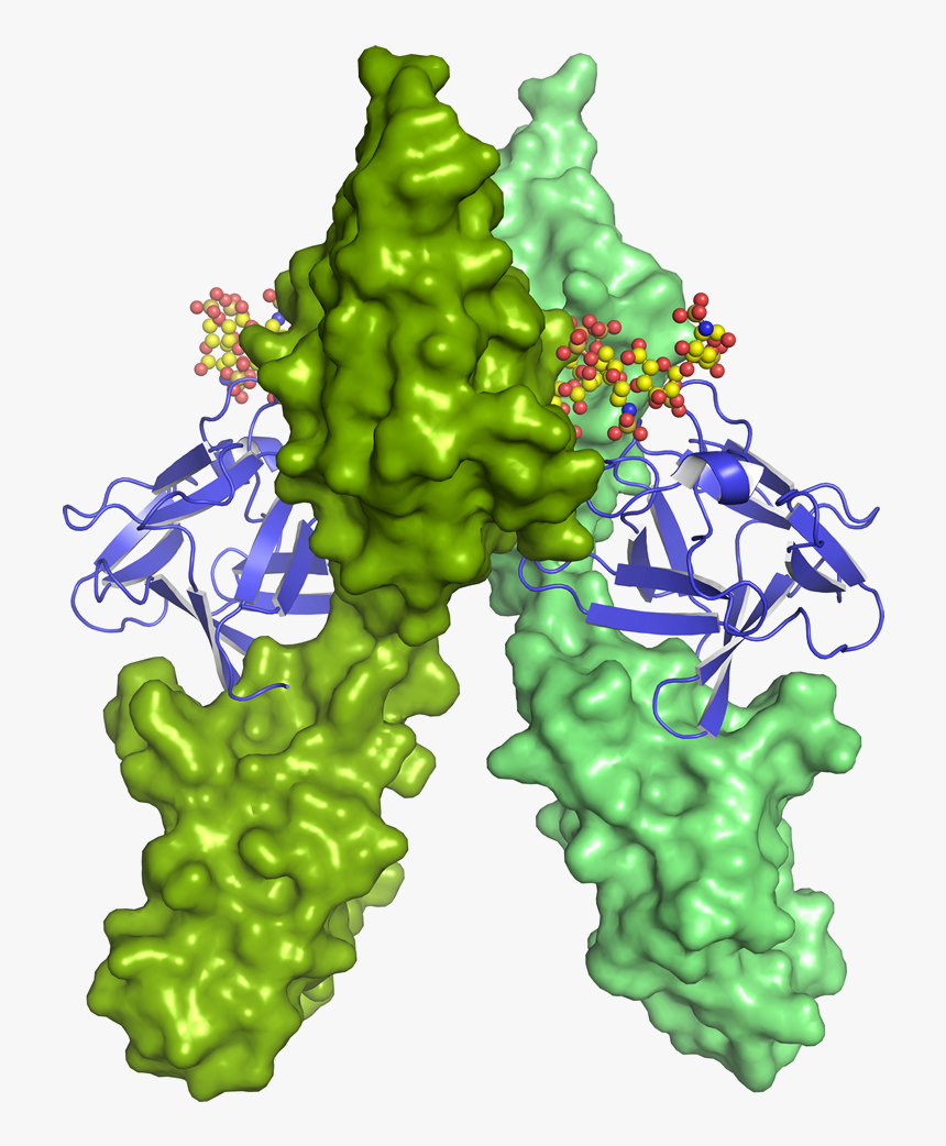 Fgf Basic Bound To Fgfr1-heparin Complex - Illustration, HD Png Download