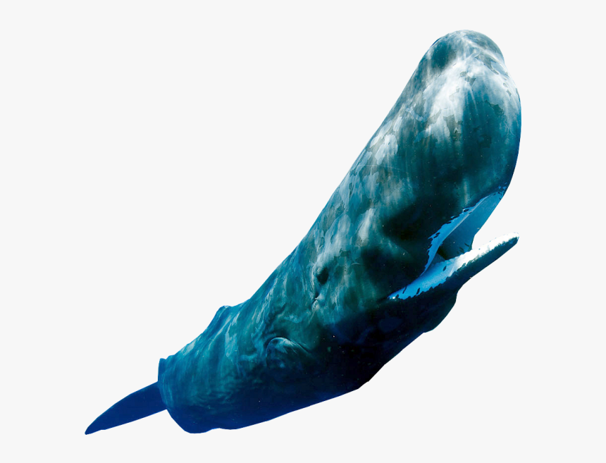 #2245695321, Free Download Wallpaper - Transparent Sperm Whale, HD Png Download
