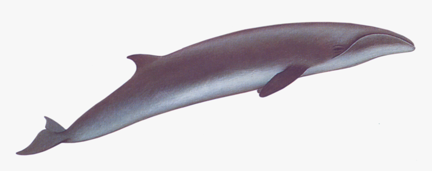 Transparent Whale Right - Pygmy Right Whale Png, Png Download