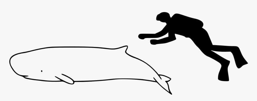 Pink River Dolphin Size, HD Png Download