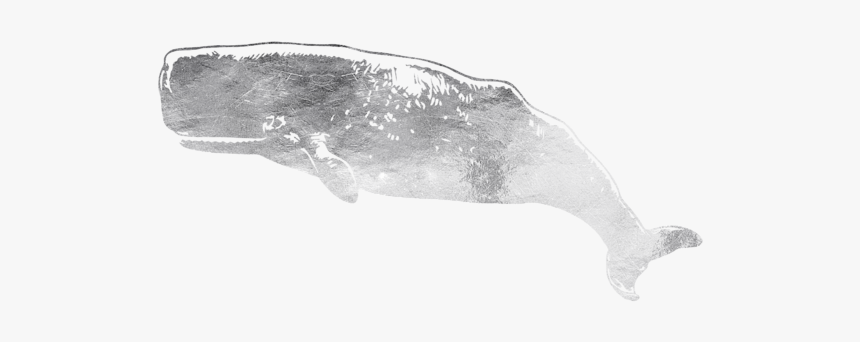 Beluga Whale, HD Png Download