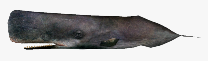 Spermwhaleremake - Assassins Creed Sperm Whale, HD Png Download